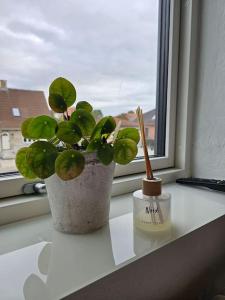 une plante dans un pot sur un rebord de fenêtre dans l'établissement Lejlighed med altan og gratis parkering, à Aalborg