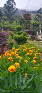 a garden filled with lots of yellow and orange flowers at Munnar Home Stay in Munnar