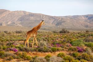 a giraffe walking in a field with mountains in the background at Inverdoorn Game Reserve Lodge in Breede River DC