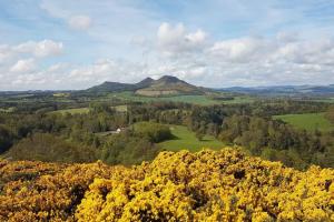 a view of a mountain with yellow flowers at Swan Apartment in Earlston