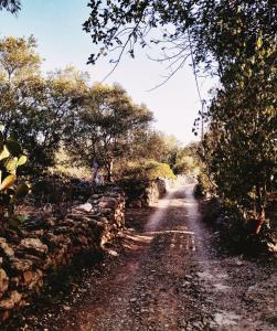 un chemin de terre avec des arbres et un mur en pierre dans l'établissement Casa Papoula, à São Brás de Alportel