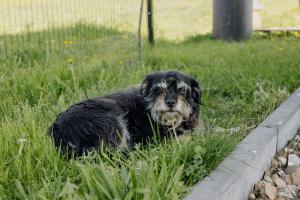 Domáce zviera alebo zvieratá hostí v ubytovaní Drewniana Osada w Górach Polne Domki