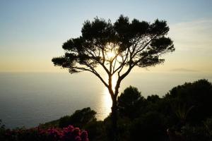 a tree on a hill with the sun behind it at la guardia in Anacapri
