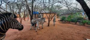 three zebras are standing in a dirt field at 462 Bosbok Chalets in Marloth Park
