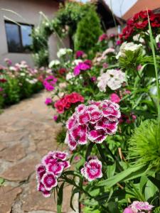 a bunch of pink and white flowers in a garden at Camping place in Alba Iulia