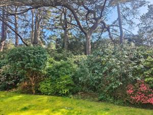 um jardim com arbustos e árvores e relva em Self-contained flat, off street parking close to town and beach em Bournemouth