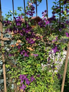 un montón de flores púrpuras en un jardín en Chalet Alma en Haus im Ennstal