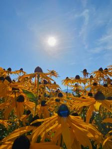 Gallery image of Ferienhaus am Weinberg in Sankt Martin im Sulmtal