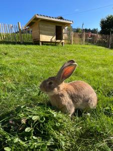 Zwierzęta w apartamencie lub w pobliżu