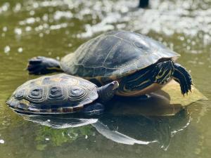 twee schildpadden zitten in het water bij Open Sky Villa in Denia