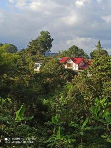dom na szczycie wzgórza z drzewami w obiekcie Pinar del Rio Eco Habitación Madera w mieście San Agustín