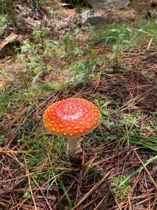 un piccolo fungo arancione e bianco nell'erba di The Cloud House Hampton - Rustic Alpine Retreat a Lowther
