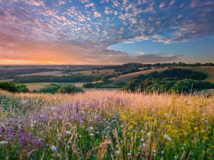a field of flowers on a hill at sunset at The Hive - Uk44558 in Plaistow