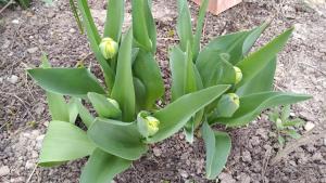 a green plant with yellow flowers in the dirt at Ada chalet in Mărăcineni +3 photos
