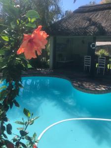 a pool in front of a house with a red flower at The Symphony in Durban