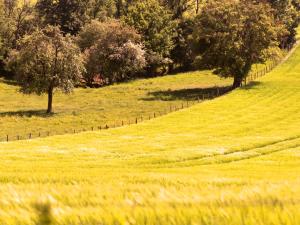 Gallery image of La Guirtelle in Lainsecq