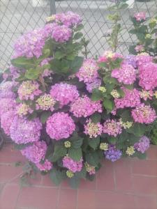Une bande de fleurs violettes devant une clôture dans l'établissement Maison du soleil, à Prades