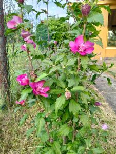 une brousse de fleurs roses devant une clôture dans l'établissement Casa Orange, à Malo Središte