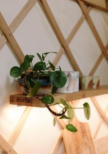 Imagem da galeria de Tree Field Yurt at Moor Farm em Godshill