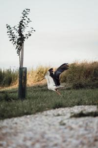 een vogel die in de lucht vliegt naast een boom bij Makrobios Panonija in Gornji Petrovci