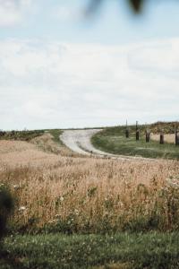 a dirt road in a field with tall grass at Makrobios Panonija in Gornji Petrovci