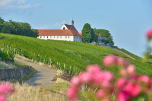 un viñedo con una casa en una colina con flores rosas en Vogelsburg, en Volkach