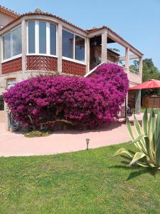 un gran arbusto de flores púrpuras frente a una casa en HAUT VILLA MESANGES EN BORD DE MER !, en Lucciana