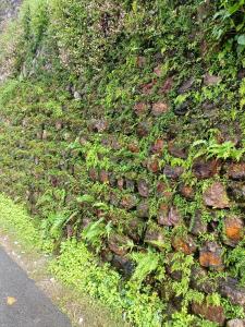eine mit Moos und Pflanzen bedeckte Ziegelmauer in der Unterkunft Banraplang syngkrem house in Shillong