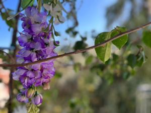Giardino di Wisteria
