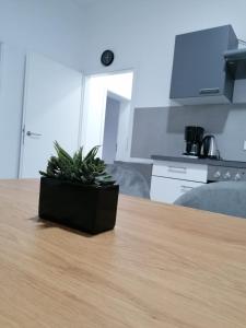 a potted plant sitting on top of a wooden table at estrella24 LIVING ROOMS Namibia in Herne