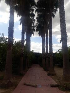 una fila de palmeras en una pasarela en Dar Khedija en El Kheriba