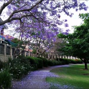 a garden with purple flowers and trees and a walkway at Double room share bathroom and kitchen in Perth