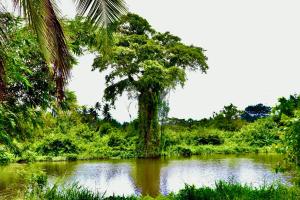 Ein Baum mitten im Fluss in der Unterkunft Kadupitioya Bungalow 