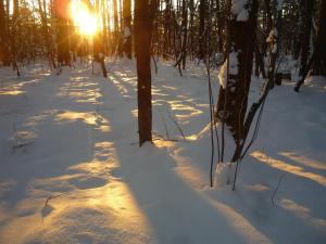 a snow covered path in a forest with the sun shining at Kusatsu Onsen Hotel Village in Kusatsu
