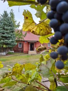 une maison avec un paquet de raisins devant elle dans l'établissement Domek przy Maja, à Milicz