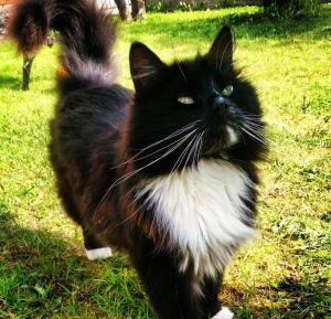 um gato preto e branco andando na grama em Kule gule huset em Svolvær
