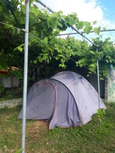purpurowy namiot siedzący w trawie pod drzewem w obiekcie Camping Jungle in Borsh w mieście Borsh