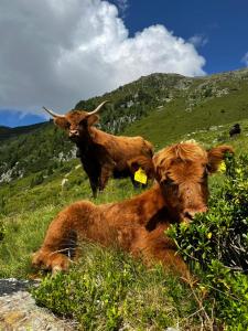 Altri animali domestici presso il bed & breakfast o nei dintorni