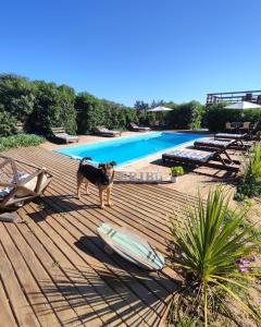 ein Hund steht auf einem Deck neben einem Pool in der Unterkunft Mini Domos La Tribu Ecolodge in Algarrobo + 14 Fotos