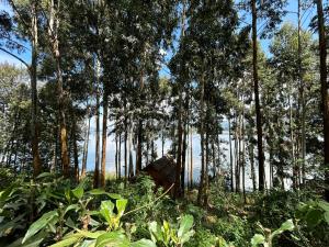 a cabin in the middle of a forest with trees at Itambira Island, Seeds of Hope in Chabahinga