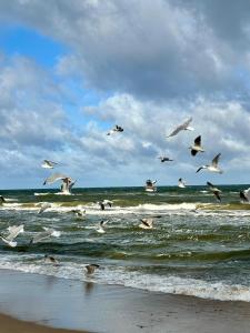 una bandada de gaviotas volando sobre el océano en HUS - caloroczne komfortowe szeregi blisko plazy, en Pobierowo