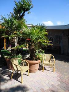 2 Stühle und Palmen auf der Terrasse in der Unterkunft Claes Compaen in Midsland