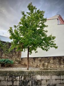 a tree in front of a brick wall at Cantinho do Castelo in Bragança