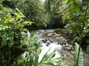 a stream in the middle of a jungle at La Casa del Marqués Hotel in El Chaco