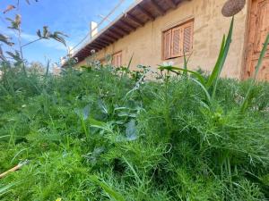 Zahrada ubytování Tunis Camp Fayoum