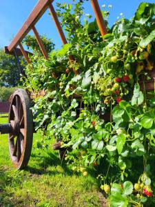 een oude kruiwagen in het gras naast enkele planten bij Villa Blue Mare in Ustronie Morskie