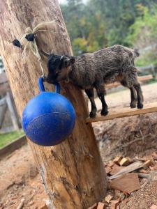 a toy goat on a wooden pole with a blue jug at Casa Vacanze Natura in Mendola