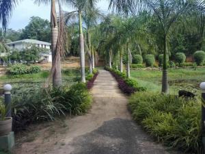 a dirt path through a palm tree lined yard at Madikale Resort in Mirigama