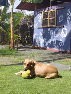 un chien brun couchant sur l'herbe avec une boule dans l'établissement SakaNibue, à San Bernardo del Viento