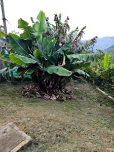 ein Bananenbaum an der Seite eines Hügels in der Unterkunft El cielo in Medellín